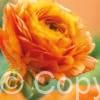 Ranunculus Orange