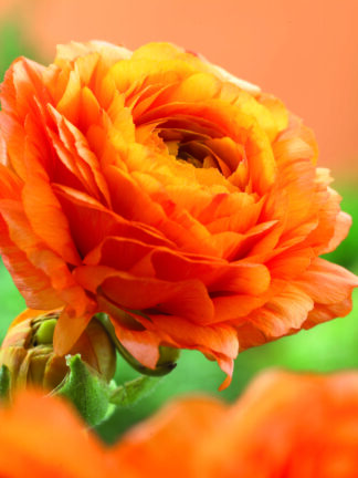 Ranunculus Orange