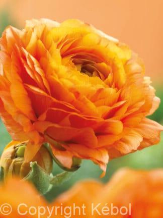 Ranunculus Orange