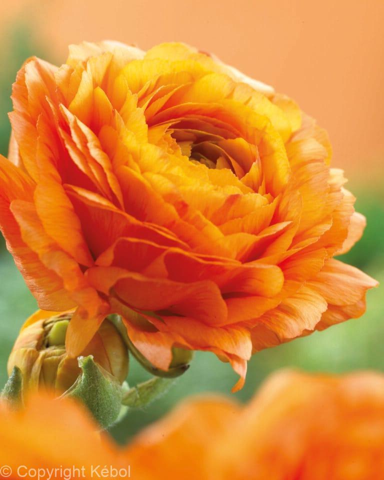 Ranunculus Orange