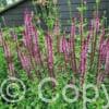 Salvia Caradonna Pink