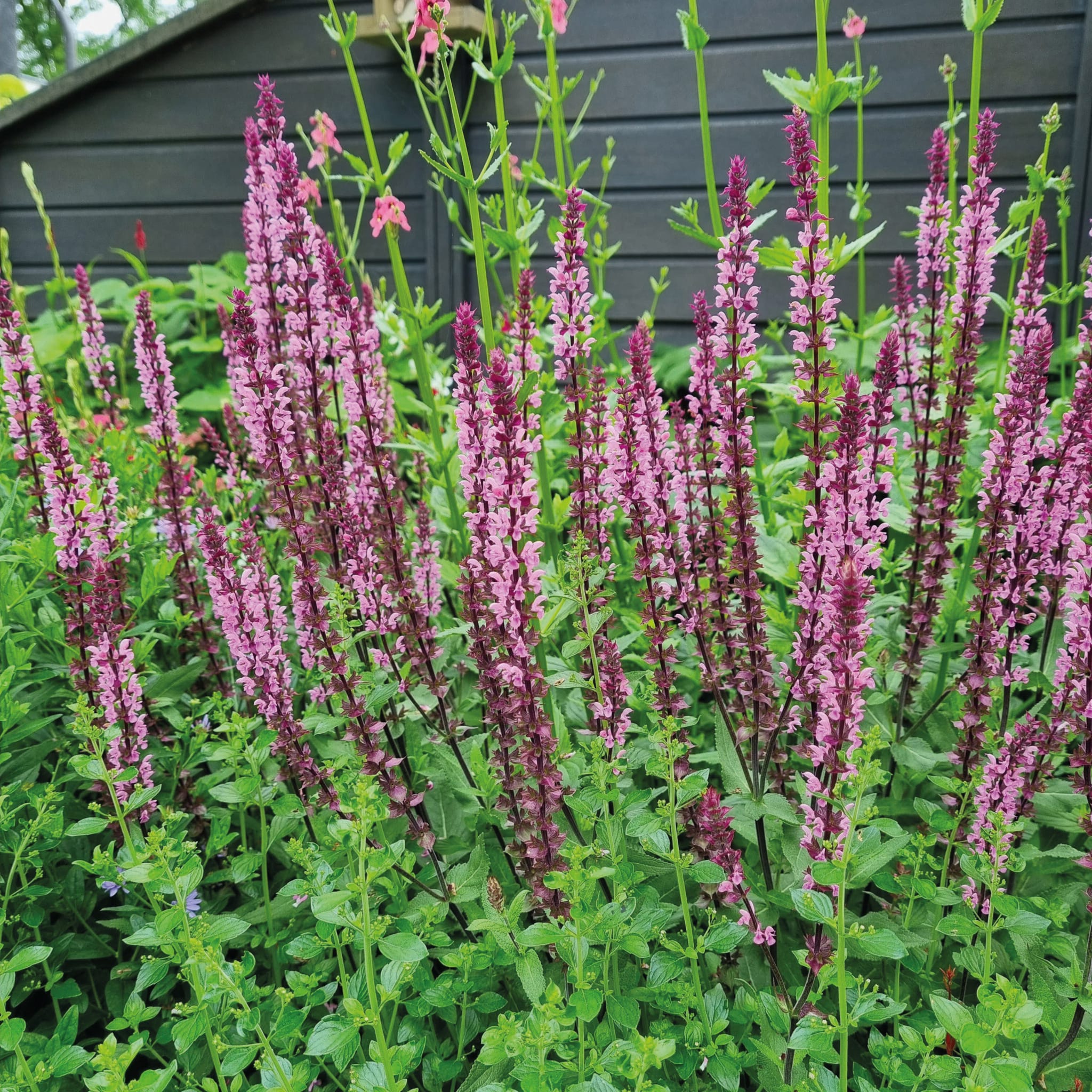 Salvia Caradonna Pink