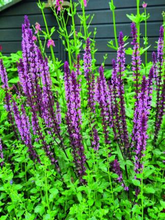 Salvia Caradonna Pink - case