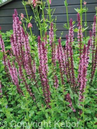 Salvia Caradonna Pink - case