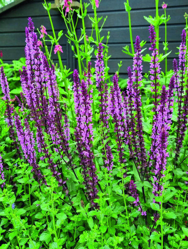 Salvia Caradonna Pink - case