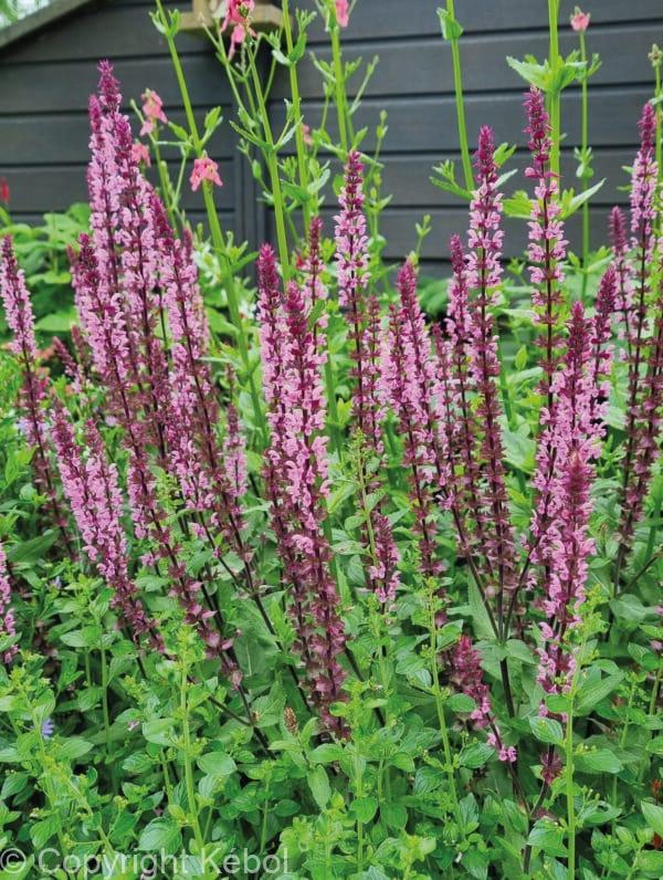 Salvia Caradonna Pink