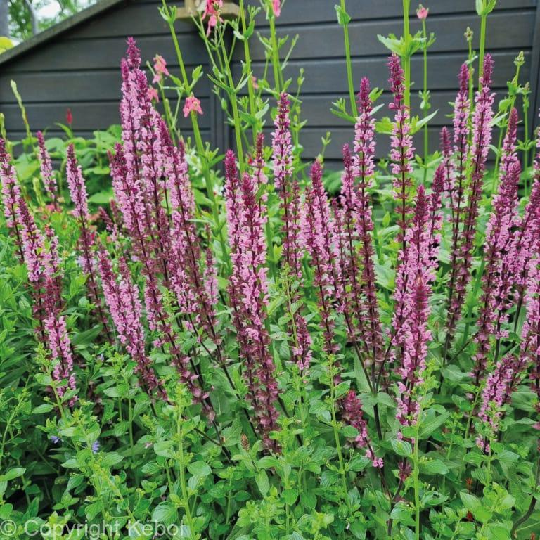 Salvia Caradonna Pink
