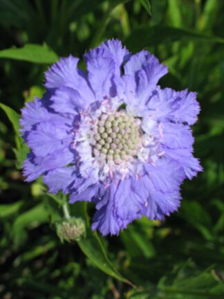 Scabiosa Stäfa - bag