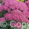 Sedum Carl