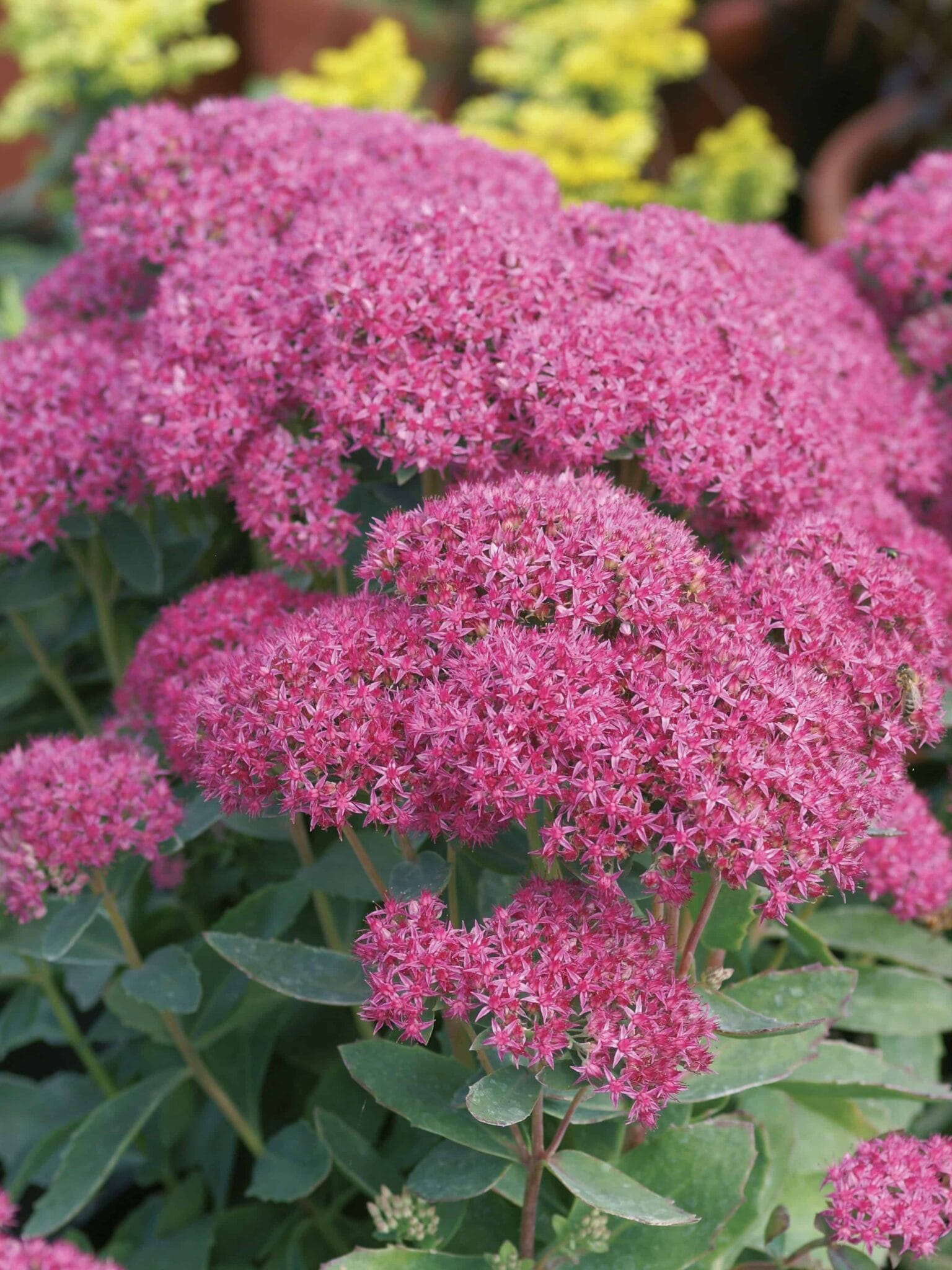 Sedum Carl