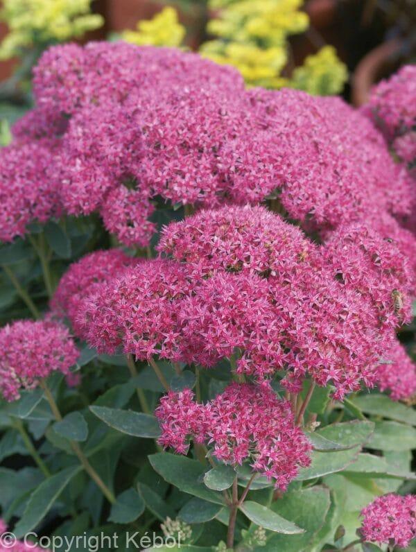 Sedum Carl