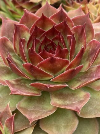 Sempervivum Giants Copper Canyon TM