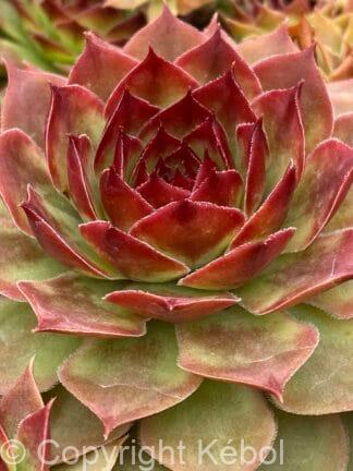 Sempervivum Giants Copper Canyon TM