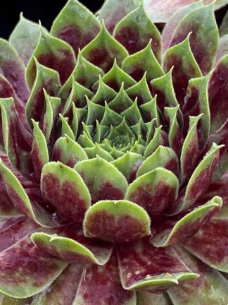 Sempervivum Giants Emerald Explosion TM