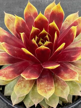 Sempervivum Giants Gold Mine TM
