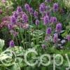 Stachys Hummelo
