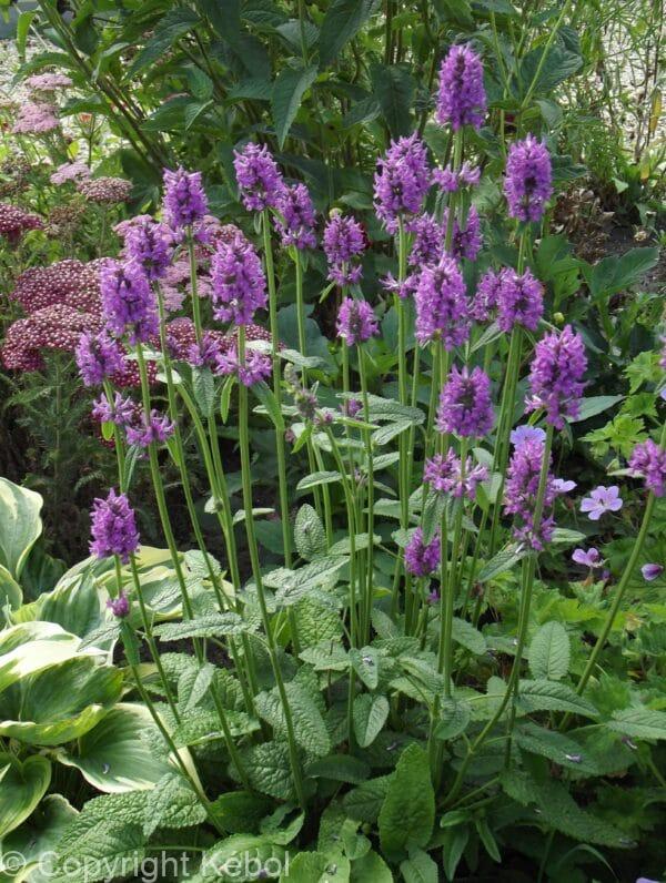 Stachys Hummelo