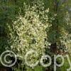 Thalictrum Album