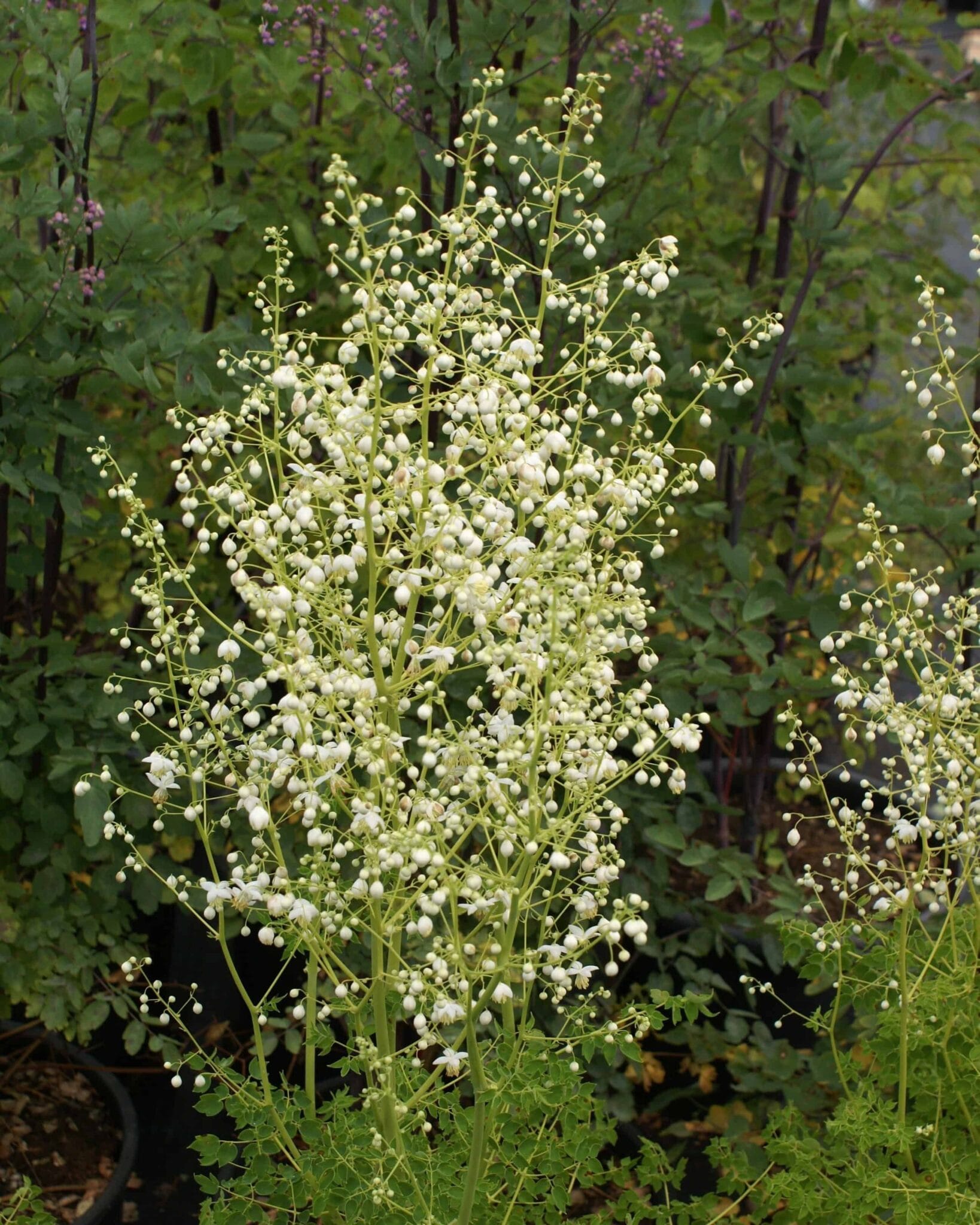 Thalictrum Album