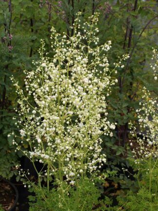 Thalictrum Album - case