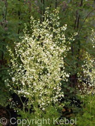 Thalictrum Album - case