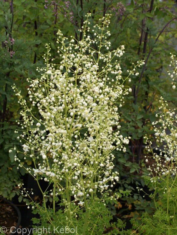 Thalictrum Album