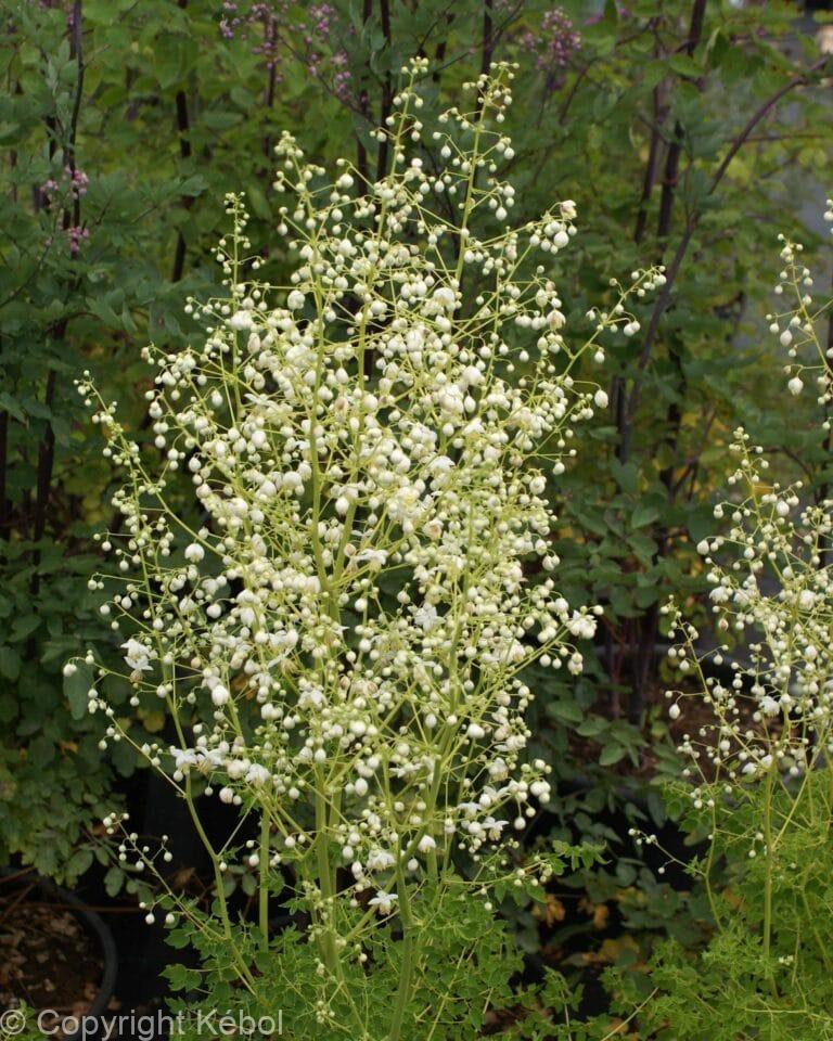 Thalictrum Album
