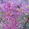 Thalictrum My Little Favourite