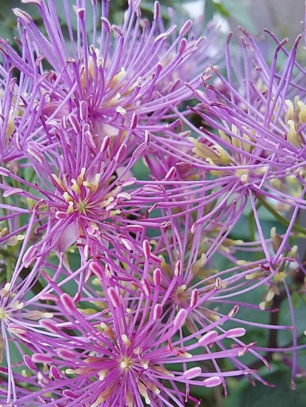 Thalictrum My Little Favourite