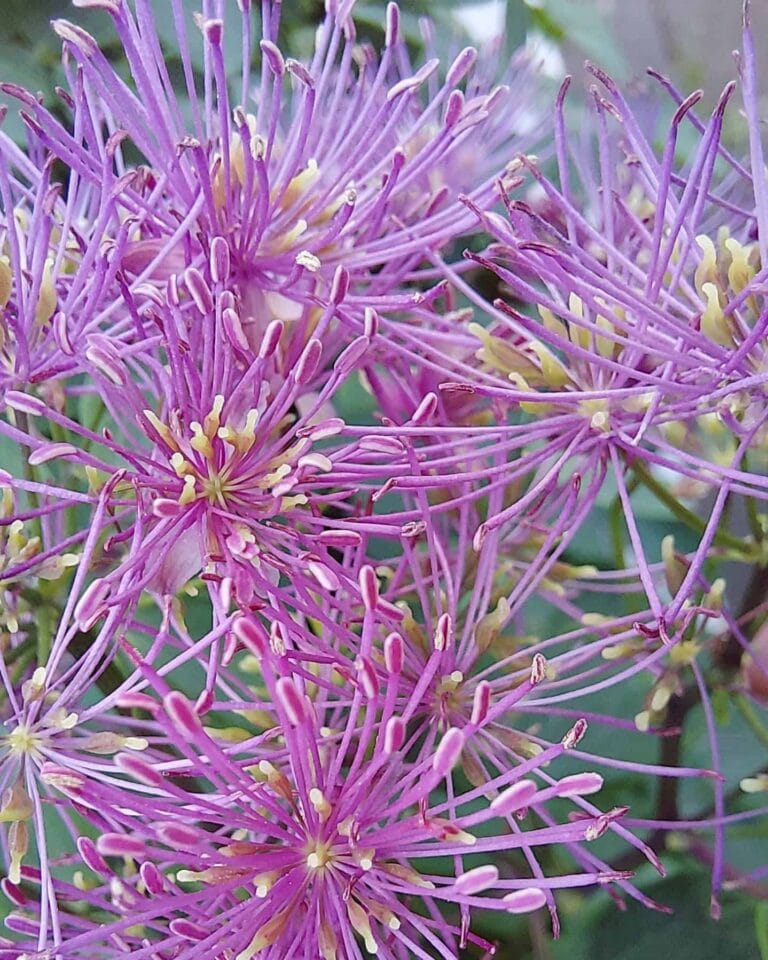 Thalictrum My Little Favourite