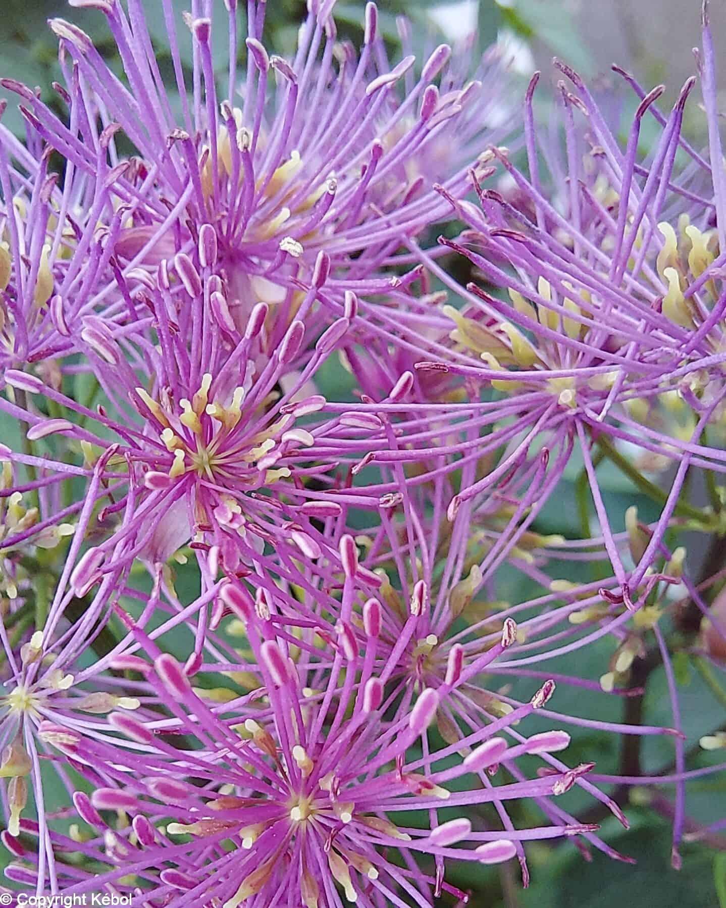 Thalictrum My Little Favourite