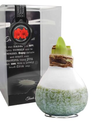ToW Lace olive
