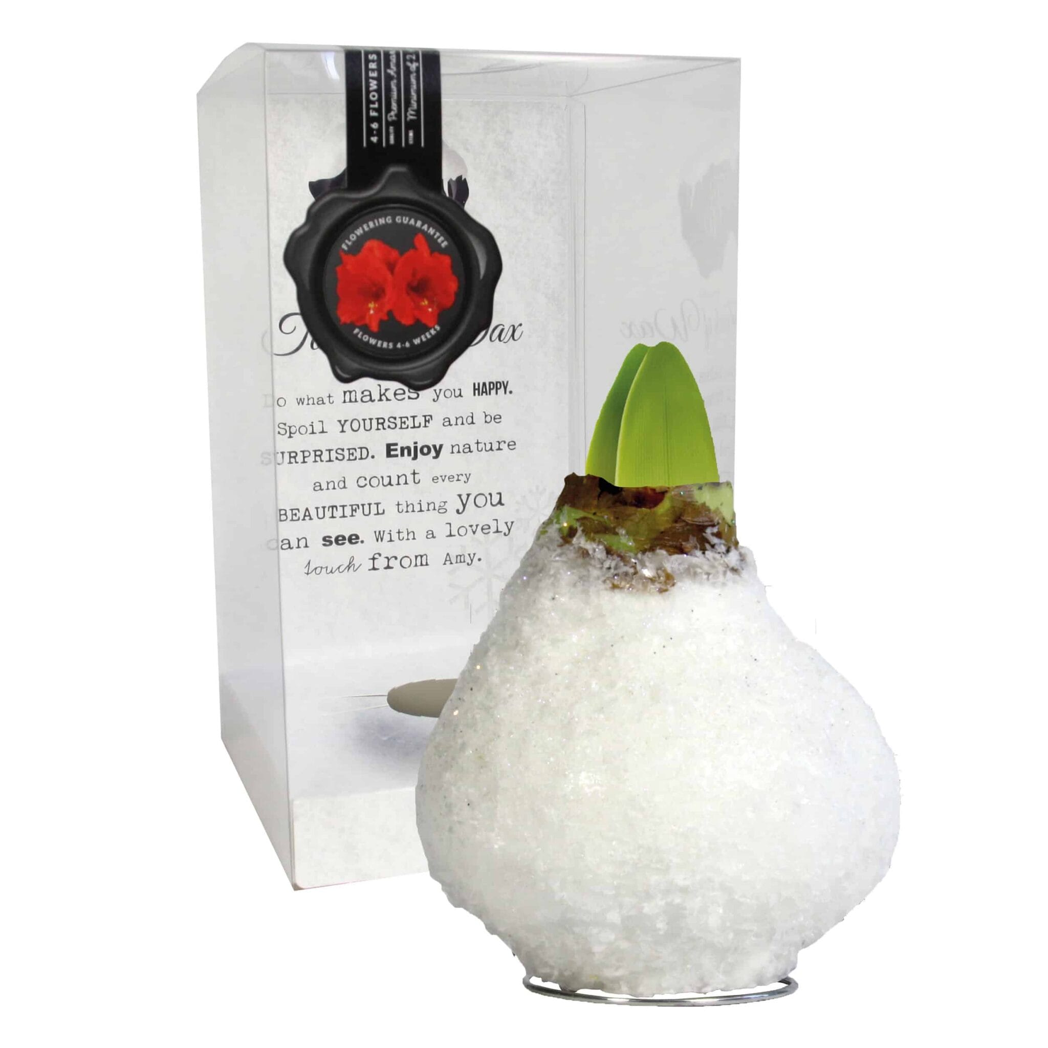SE/08 in PET gift box / red flower