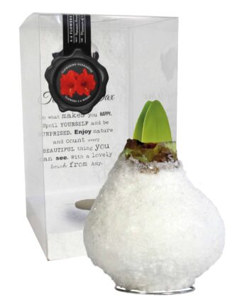 SE/08 in PET gift box / red flower