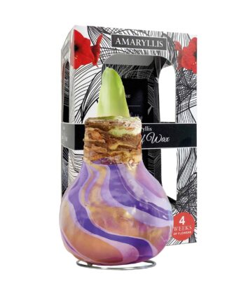 ToW Swirl purple