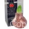ToW Gloss copper