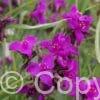 Tradescantia Red Grape