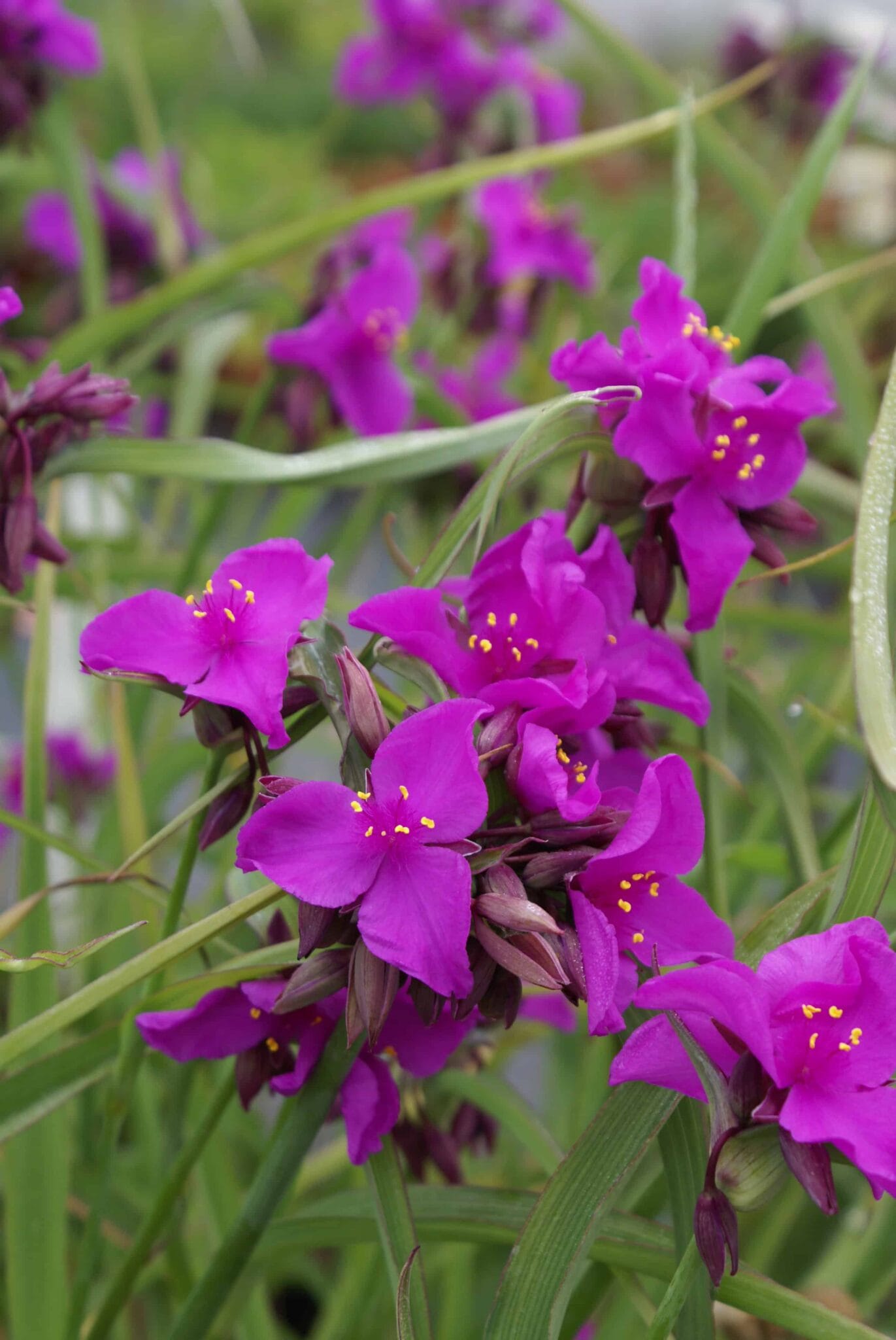 Tradescantia Red Grape
