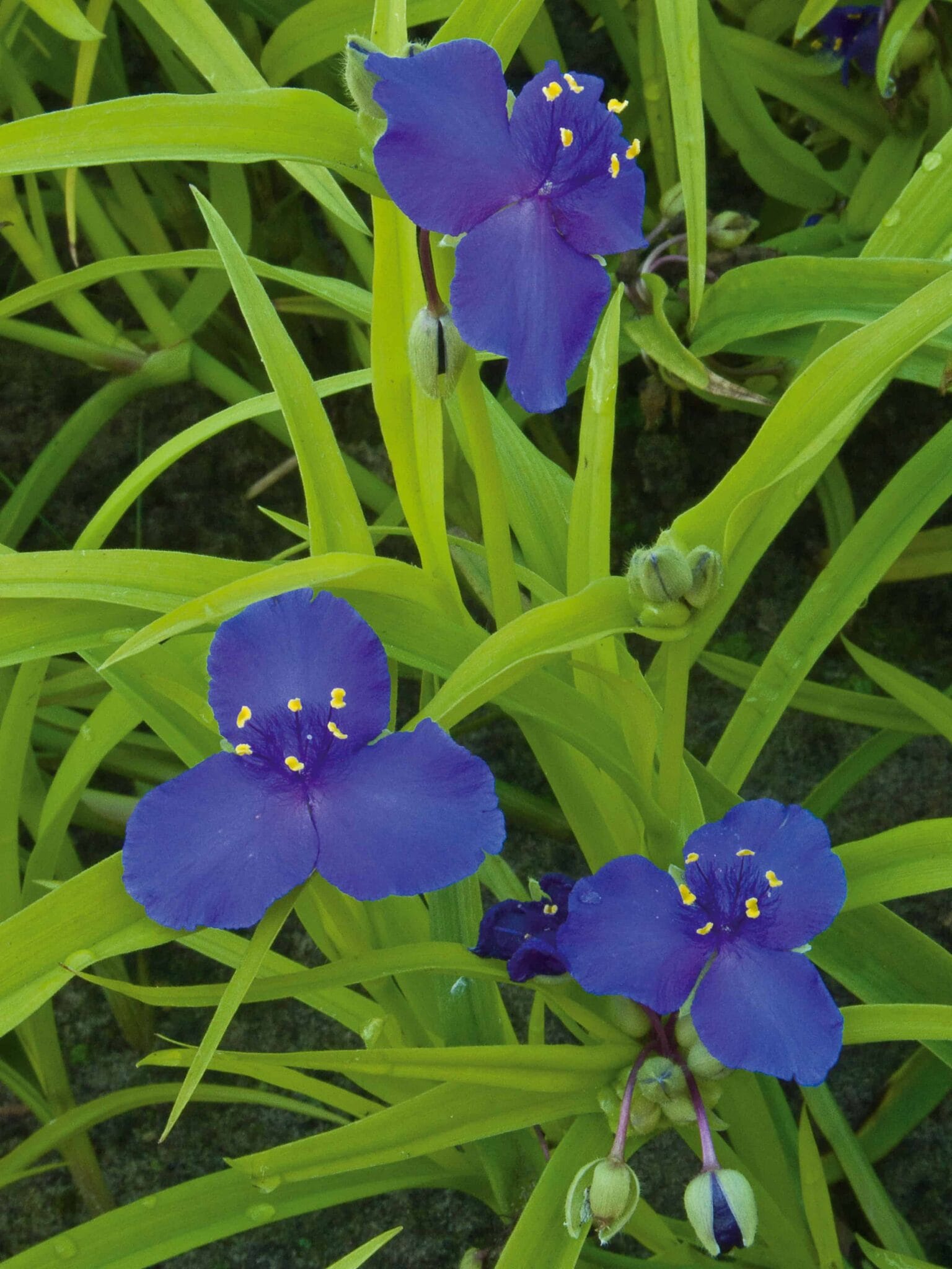 Tradescantia Sweet Kate