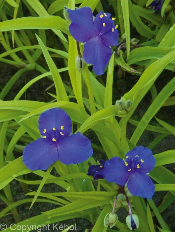 Tradescantia Sweet Kate