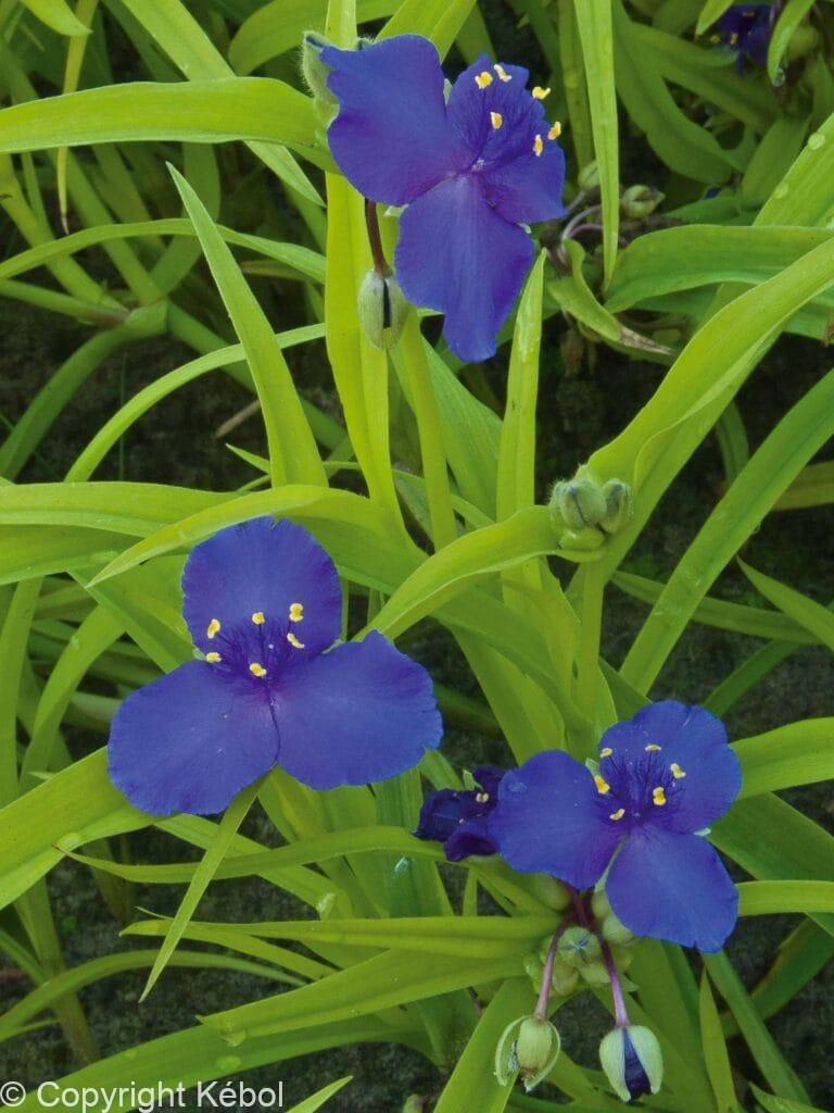 Tradescantia Sweet Kate