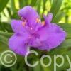 Tradescantia Charlotte