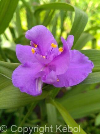 Tradescantia Charlotte - case