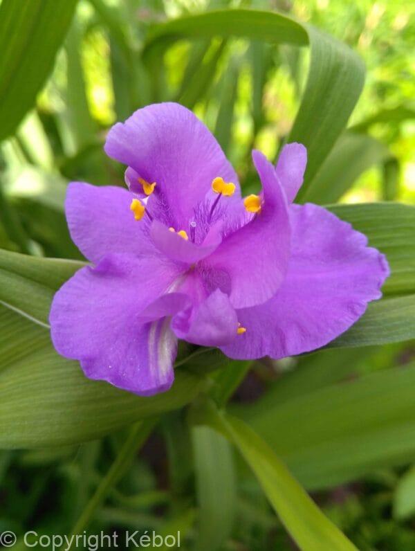 Tradescantia Charlotte
