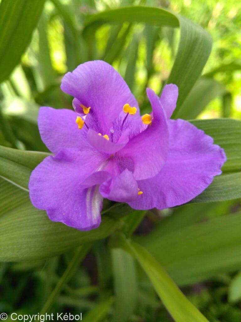 Tradescantia Charlotte