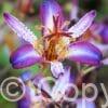 Tricyrtis Taiwan Adbane