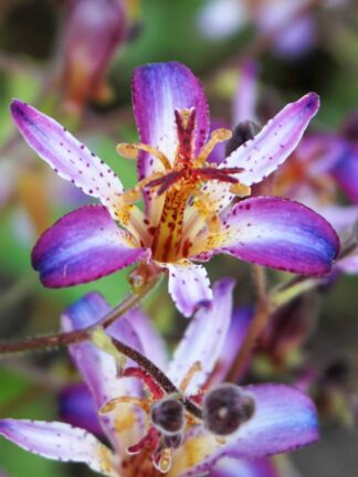 Tricyrtis Taiwan Adbane