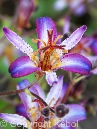 Tricyrtis Taiwan Adbane - case