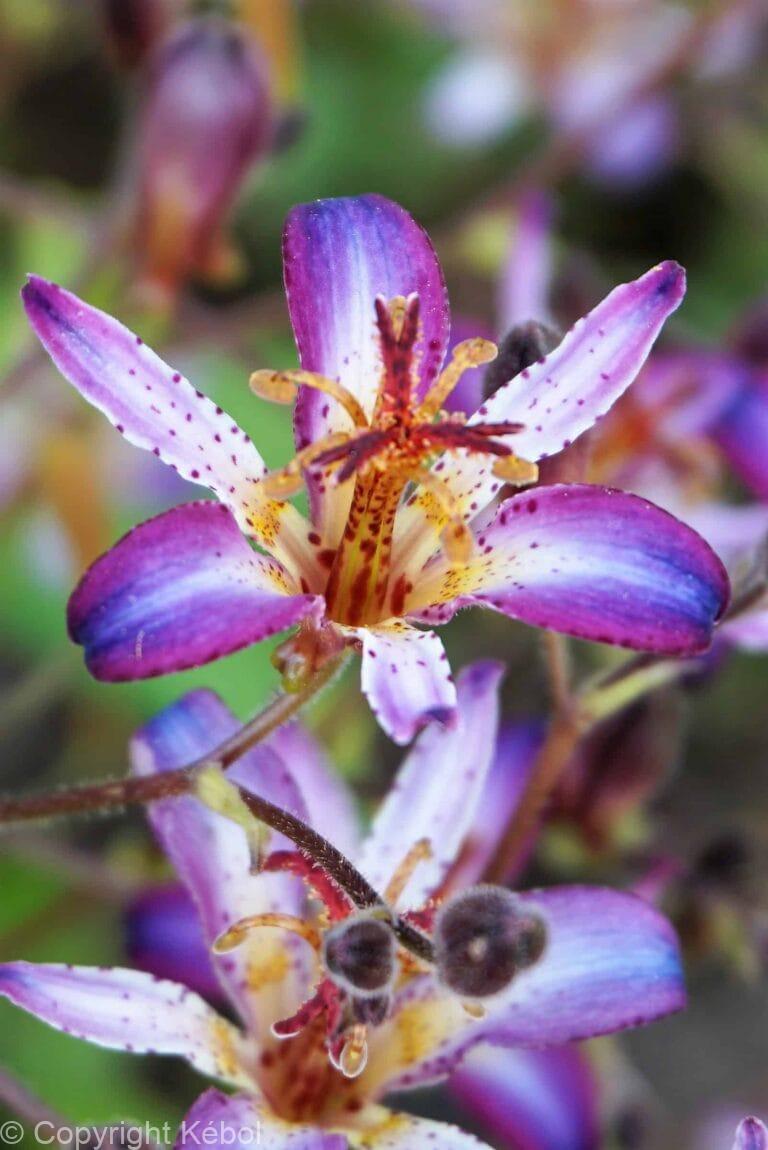 Tricyrtis Taiwan Adbane