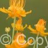 Trollius Golden Queen